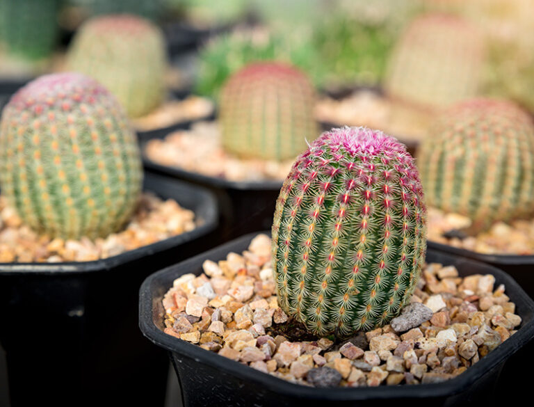 How to Grow & Care for Rainbow Cactus: A Comprehensive Guide