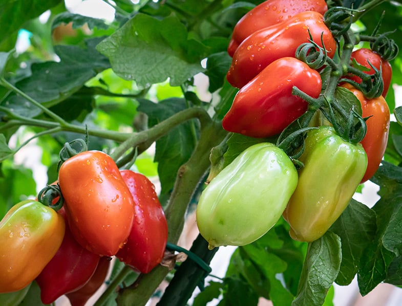 23+ San Marzano Tomatoes Plants