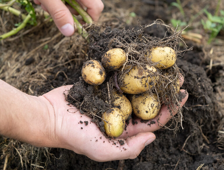 How Long Does It Take For Potato's To Grow? All You Need To Know