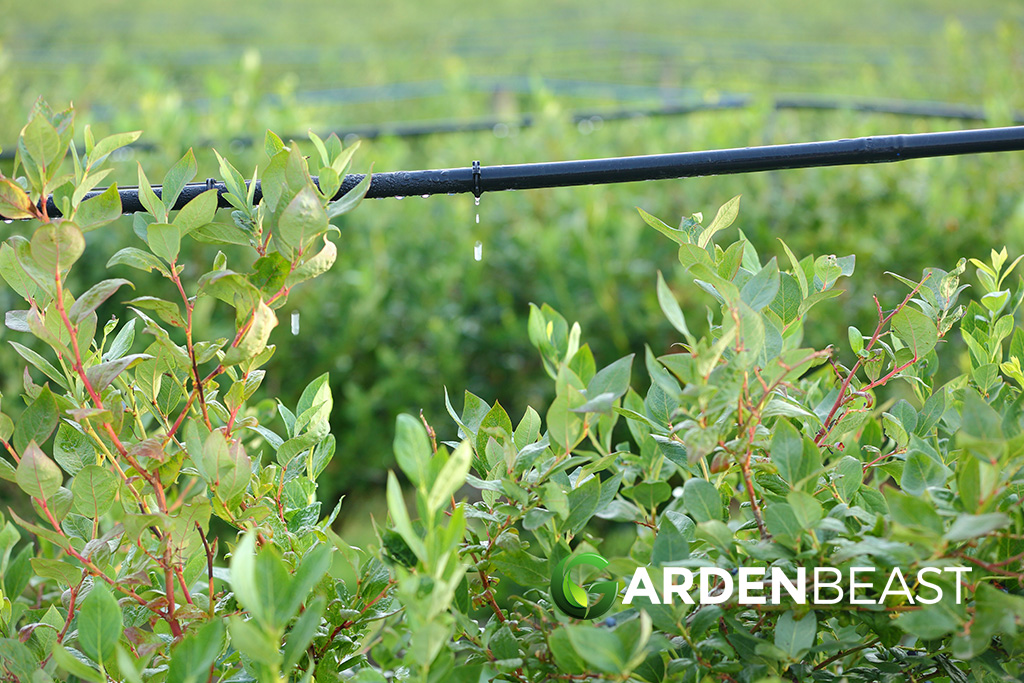 Drip Irrigation Essentials: How to Install and Maintain Your System