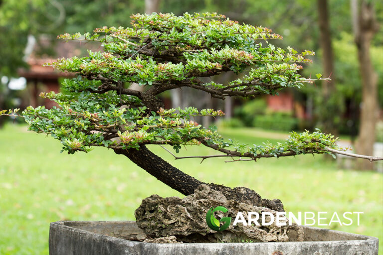 How to Care for a Bonsai Tree: Complete Beginner's Guide to Miniature Trees