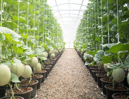 How to Grow & Care for Cantaloupe: Complete Guide