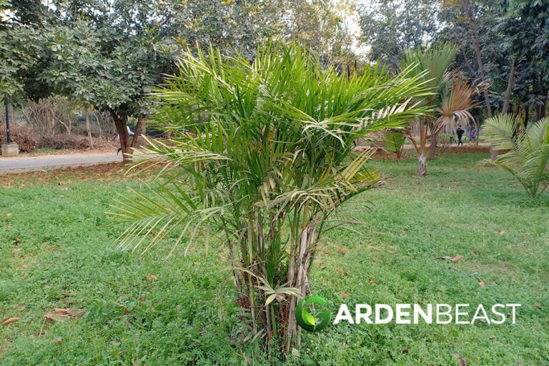 How to Grow & Care for Cat Palms Complete Guide