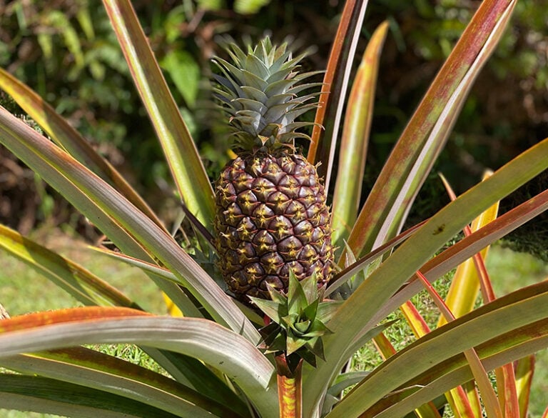 How to Grow & Care for Pineapple Plants: Complete Guide