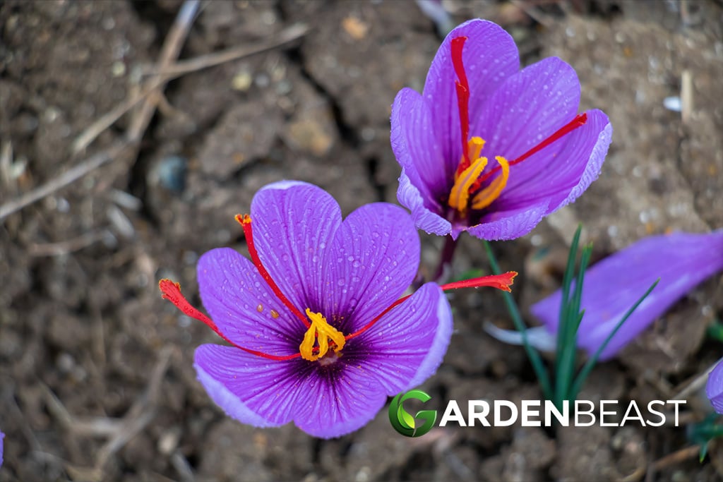 How to Grow & Care for Saffron: Complete Guide How to Grow & Care for Saffron: Complete Guide